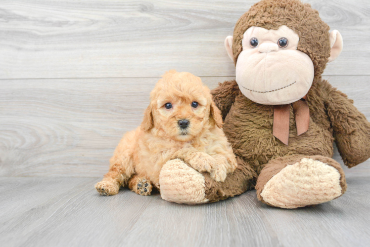 Meet Flo - our Mini Goldendoodle Puppy Photo 1/3 - Puppy Love PR Mini Goldendoodle Puppy for Adoption