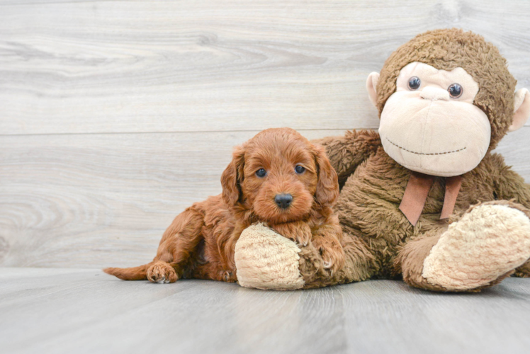 Meet Flo - our Mini Goldendoodle Puppy Photo 1/3 - Puppy Love PR Mini Goldendoodle Pup Being Cute