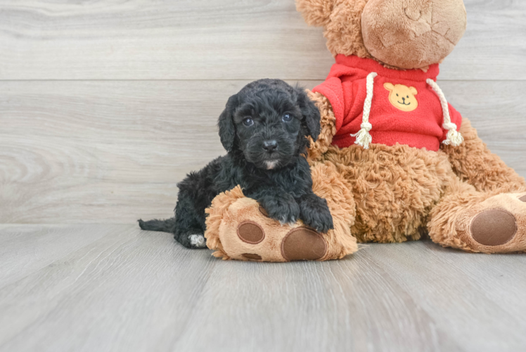 Meet Flo - our Mini Goldendoodle Puppy Photo 1/3 - Puppy Love PR Best Mini Goldendoodle Baby