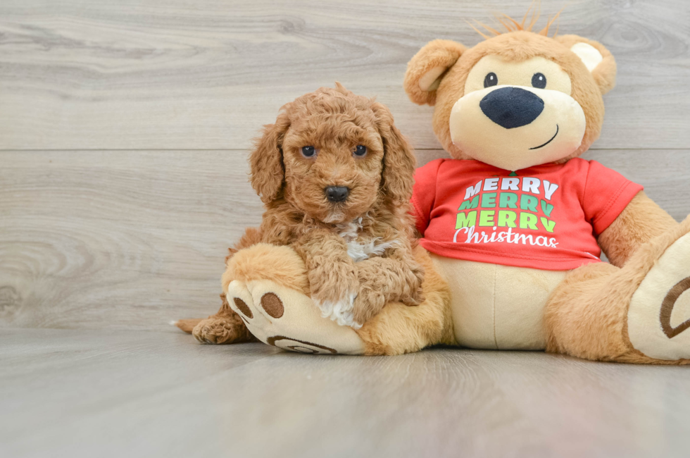 5 week old Mini Goldendoodle Puppy For Sale - Puppy Love PR