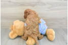 Petite Mini Goldendoodle Poodle Mix Pup