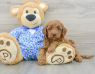 8 week old Mini Goldendoodle Puppy For Sale - Puppy Love PR