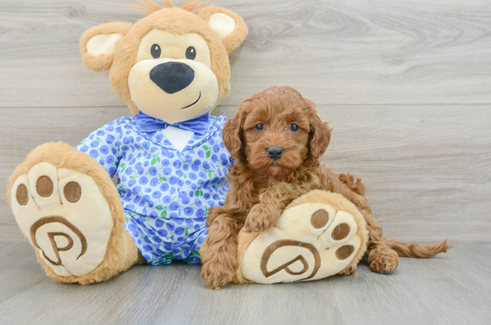 7 week old Mini Goldendoodle Puppy For Sale - Puppy Love PR