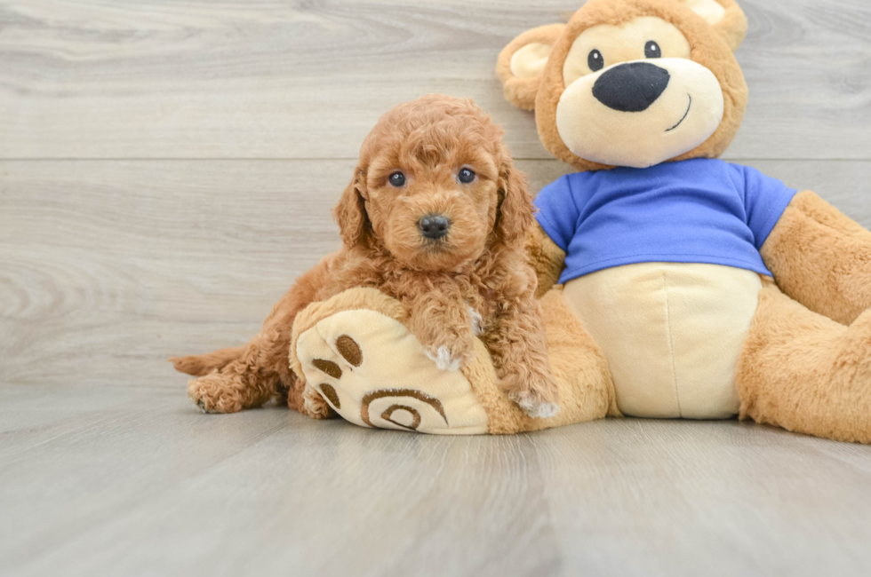 6 week old Mini Goldendoodle Puppy For Sale - Puppy Love PR