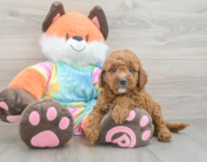 7 week old Mini Goldendoodle Puppy For Sale - Puppy Love PR