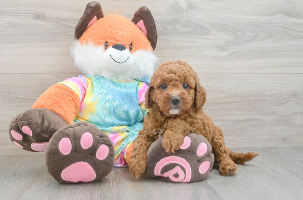 5 week old Mini Goldendoodle Puppy For Sale - Puppy Love PR