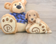 7 week old Mini Goldendoodle Puppy For Sale - Puppy Love PR