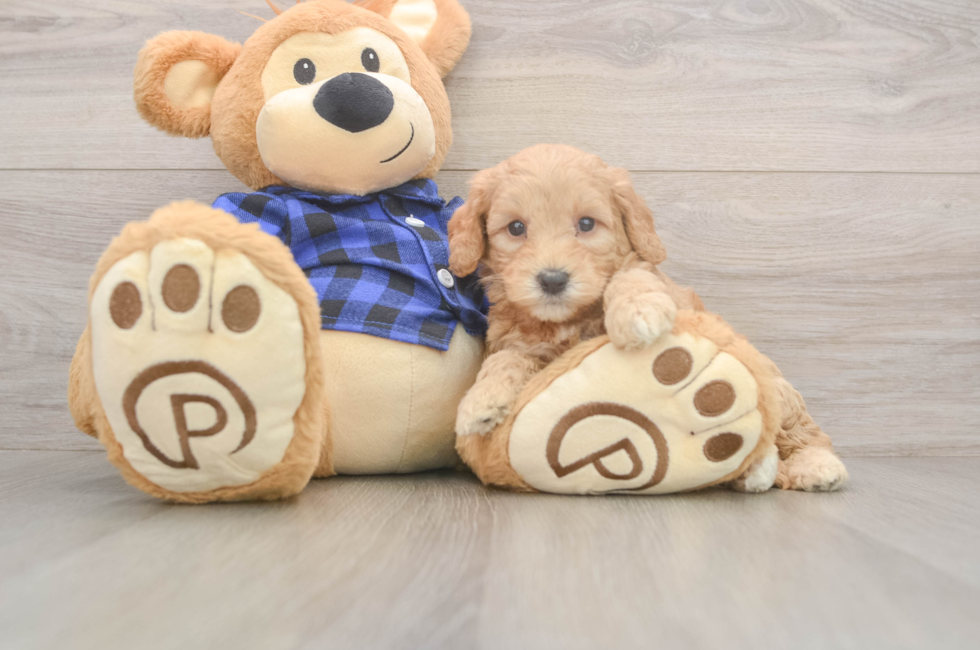 5 week old Mini Goldendoodle Puppy For Sale - Puppy Love PR