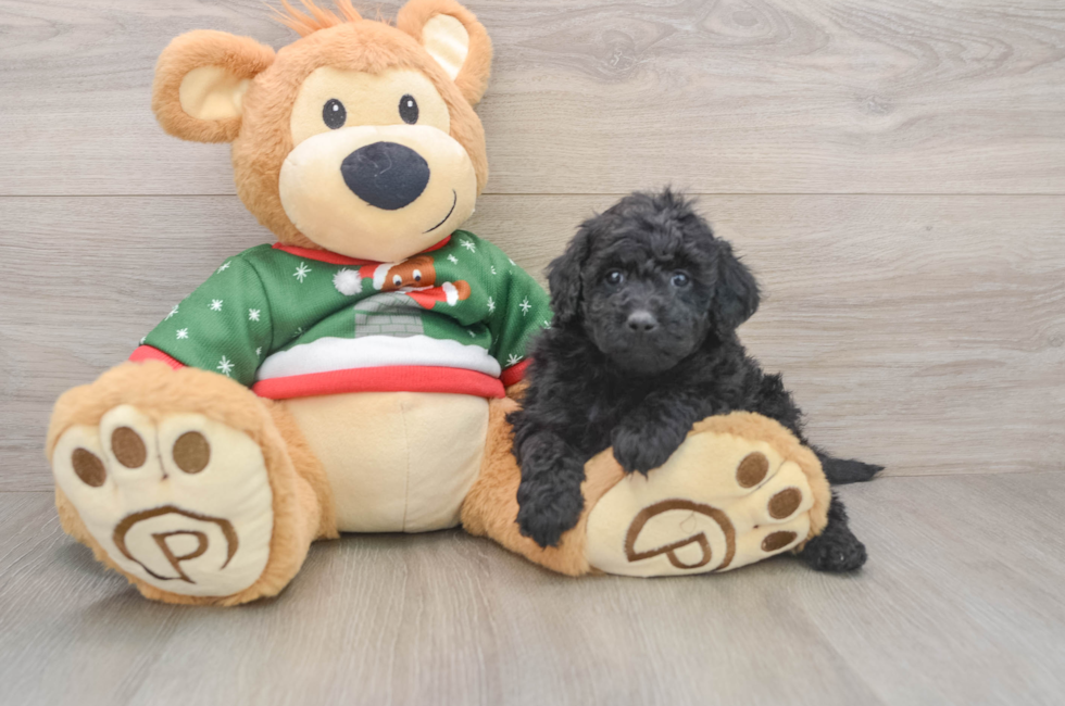 5 week old Mini Goldendoodle Puppy For Sale - Puppy Love PR