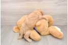 Adorable Golden Retriever Poodle Mix Poodle Mix Puppy