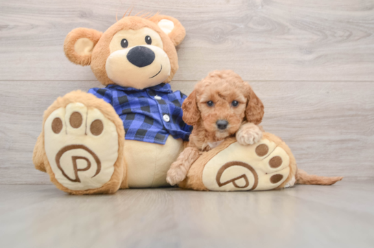 Best Mini Goldendoodle Baby