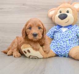 6 week old Mini Goldendoodle Puppy For Sale - Puppy Love PR