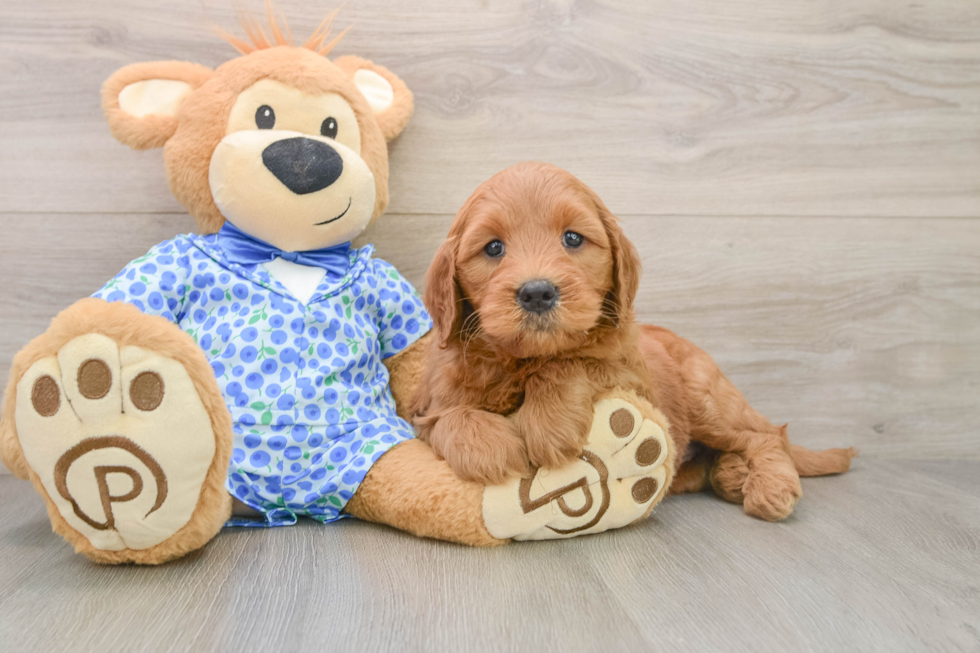 Fluffy Mini Goldendoodle Poodle Mix Pup