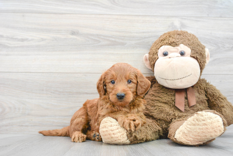 Happy Mini Goldendoodle Baby