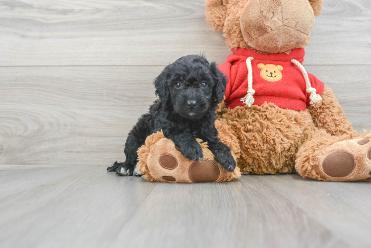 Meet Fonzie - our Mini Goldendoodle Puppy Photo 1/3 - Puppy Love PR Best Mini Goldendoodle Baby