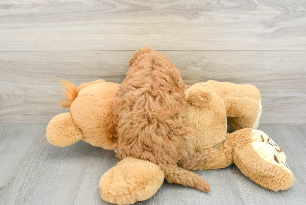 Mini Goldendoodle Puppy for Adoption