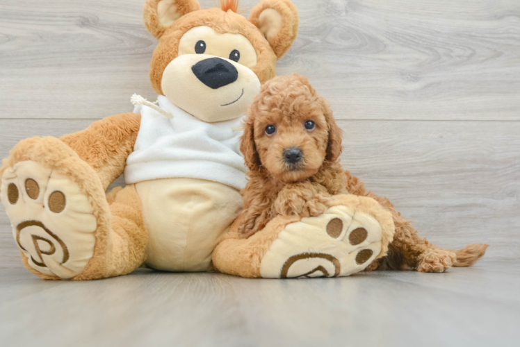 Funny Mini Goldendoodle Poodle Mix Pup
