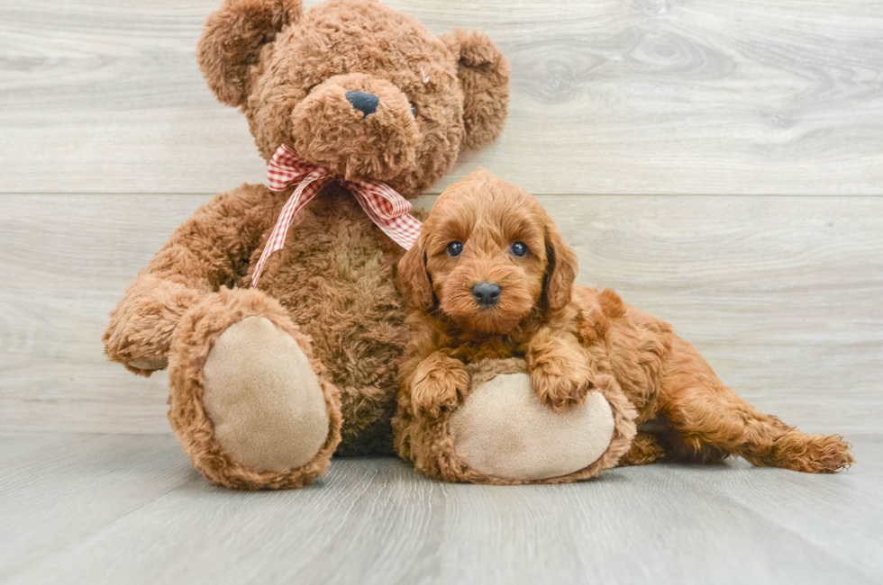 6 week old Mini Goldendoodle Puppy For Sale - Puppy Love PR