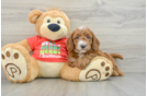 Funny Mini Goldendoodle Poodle Mix Pup