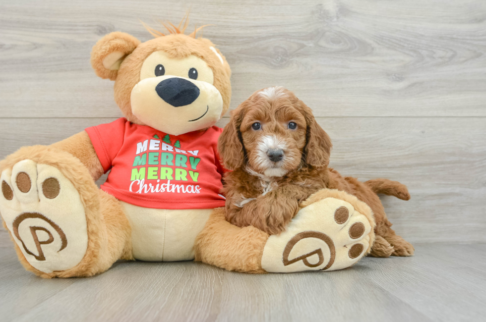 5 week old Mini Goldendoodle Puppy For Sale - Puppy Love PR