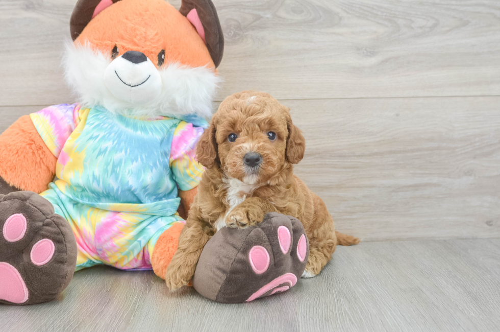 5 week old Mini Goldendoodle Puppy For Sale - Puppy Love PR