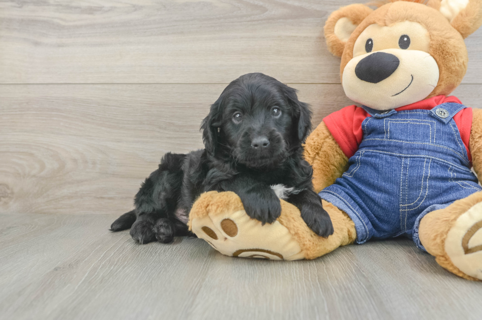 6 week old Mini Goldendoodle Puppy For Sale - Puppy Love PR
