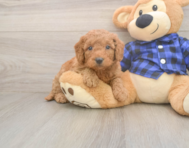 7 week old Mini Goldendoodle Puppy For Sale - Puppy Love PR 7 week old Mini Goldendoodle Puppy For Sale - Puppy Love PR