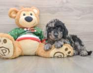 6 week old Mini Goldendoodle Puppy For Sale - Puppy Love PR