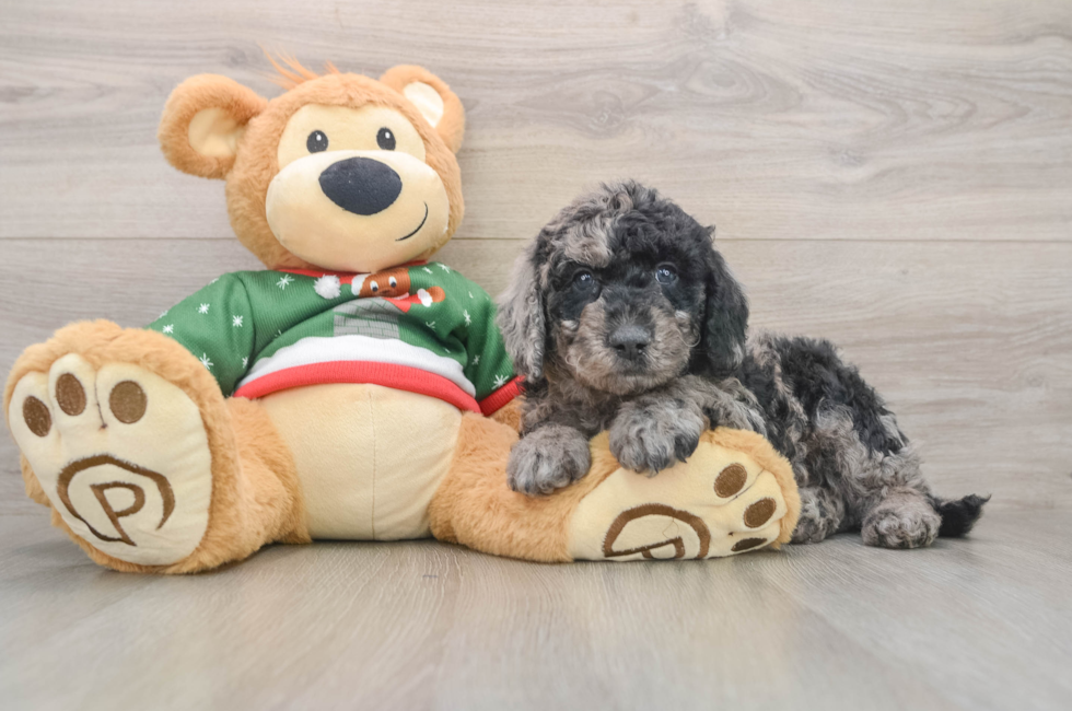 5 week old Mini Goldendoodle Puppy For Sale - Puppy Love PR