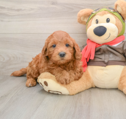 7 week old Mini Goldendoodle Puppy For Sale - Puppy Love PR