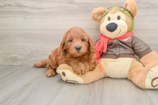 Best Mini Goldendoodle Baby