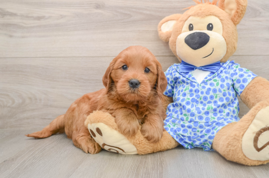 FONZIE, compañero(a) de camada de Mini Goldendoodle