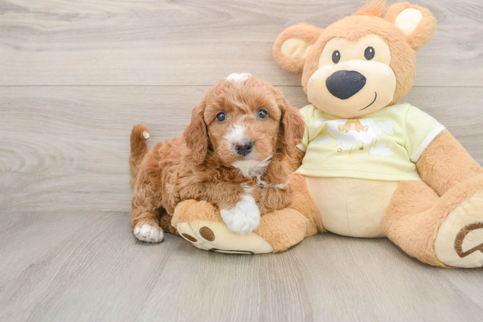 Mini Goldendoodle Puppy for Adoption
