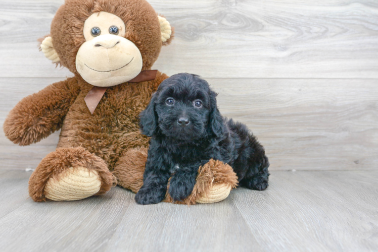 Meet Fonzie - our Mini Goldendoodle Puppy Photo 1/3 - Puppy Love PR Cute Mini Goldendoodle Baby