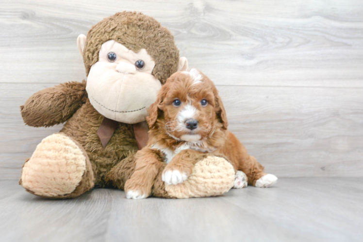 Meet Fonzie - our Mini Goldendoodle Puppy Photo 1/3 - Puppy Love PR Best Mini Goldendoodle Baby