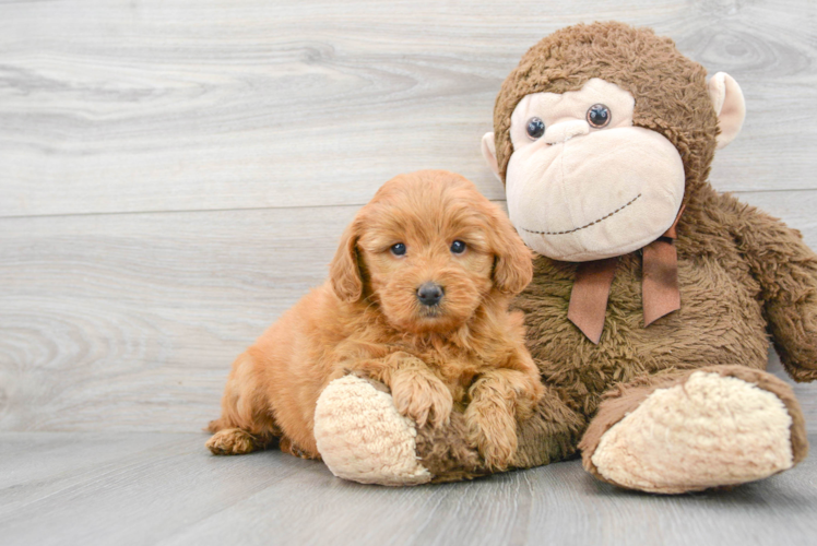 Friendly Mini Goldendoodle Baby