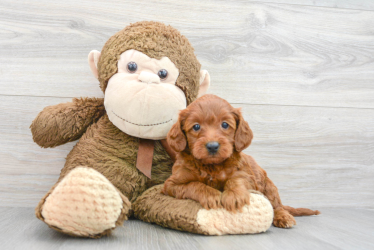 Friendly Mini Goldendoodle Baby