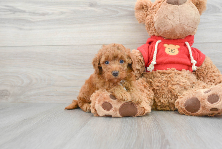 Meet Francesca - our Mini Goldendoodle Puppy Photo 1/3 - Puppy Love PR Best Mini Goldendoodle Baby