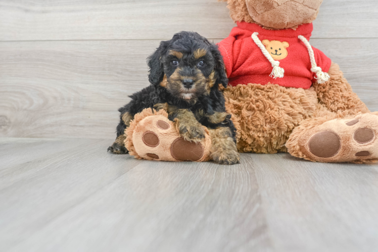 Meet Francesca - our Mini Goldendoodle Puppy Photo 1/3 - Puppy Love PR Popular Mini Goldendoodle Poodle Mix Pup