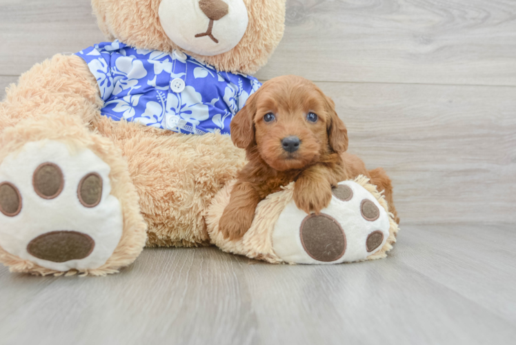 Mini Goldendoodle Puppy for Adoption