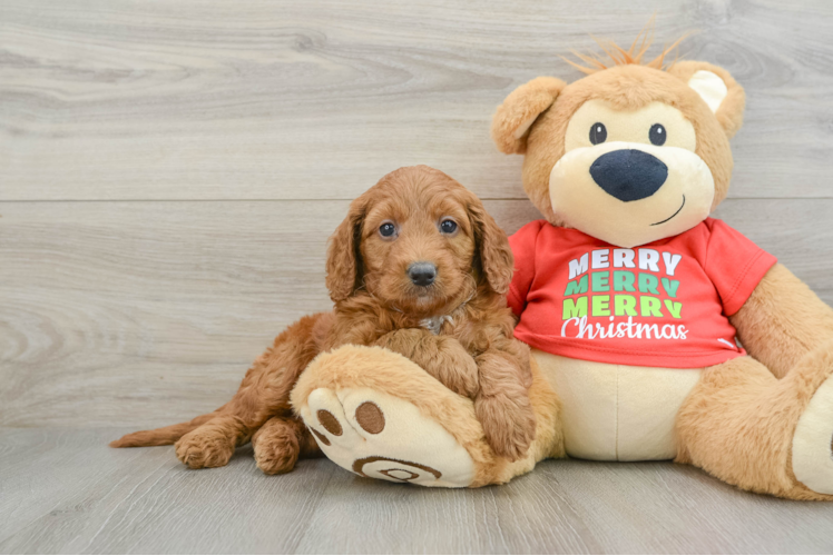 Meet Summer - our Mini Goldendoodle Puppy Photo 1/3 - Puppy Love PR Playful Mini Groodle Poodle Mix Puppy