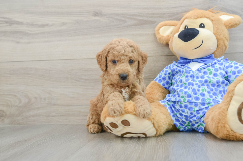 8 week old Mini Goldendoodle Puppy For Sale - Puppy Love PR