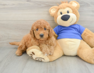 7 week old Mini Goldendoodle Puppy For Sale - Puppy Love PR