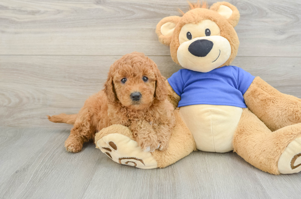 6 week old Mini Goldendoodle Puppy For Sale - Puppy Love PR