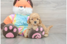 Adorable Golden Retriever Poodle Mix Poodle Mix Puppy