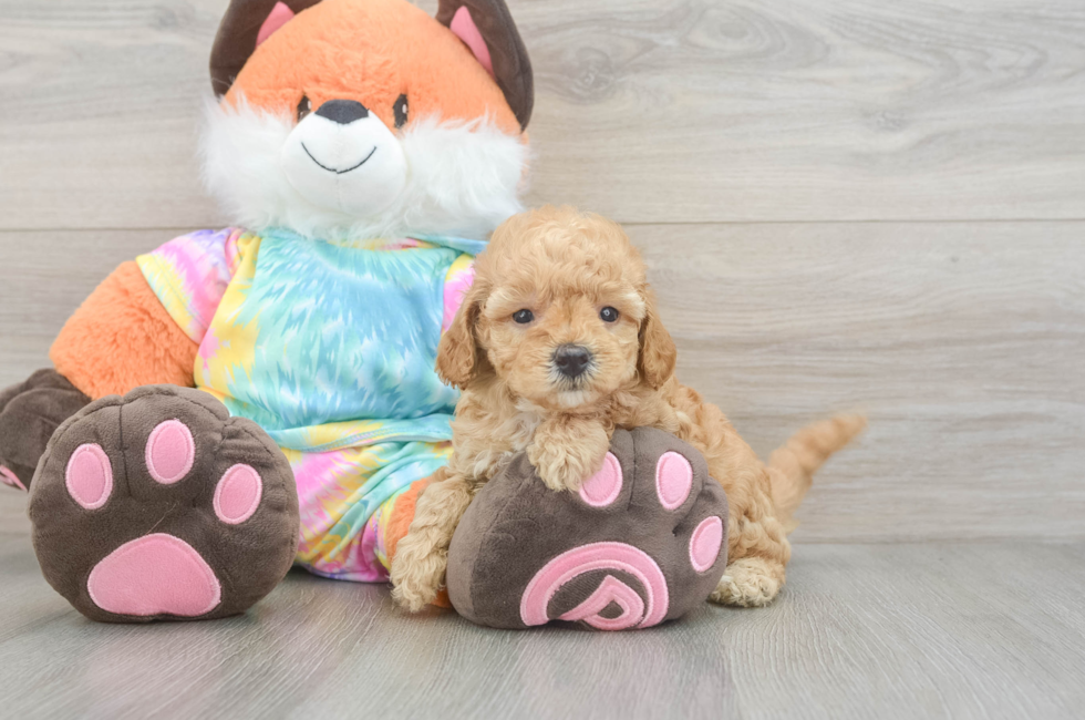 5 week old Mini Goldendoodle Puppy For Sale - Puppy Love PR