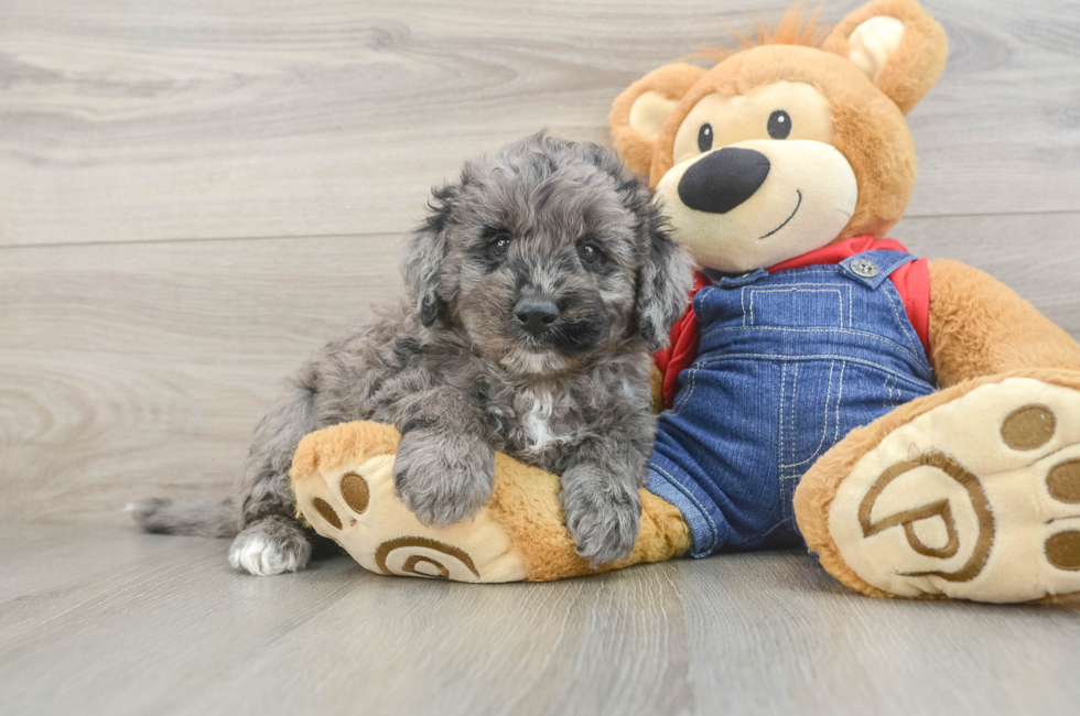 6 week old Mini Goldendoodle Puppy For Sale - Puppy Love PR