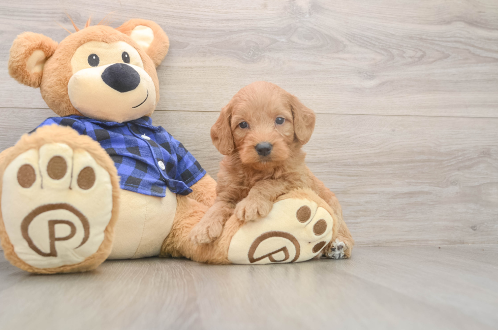 5 week old Mini Goldendoodle Puppy For Sale - Puppy Love PR