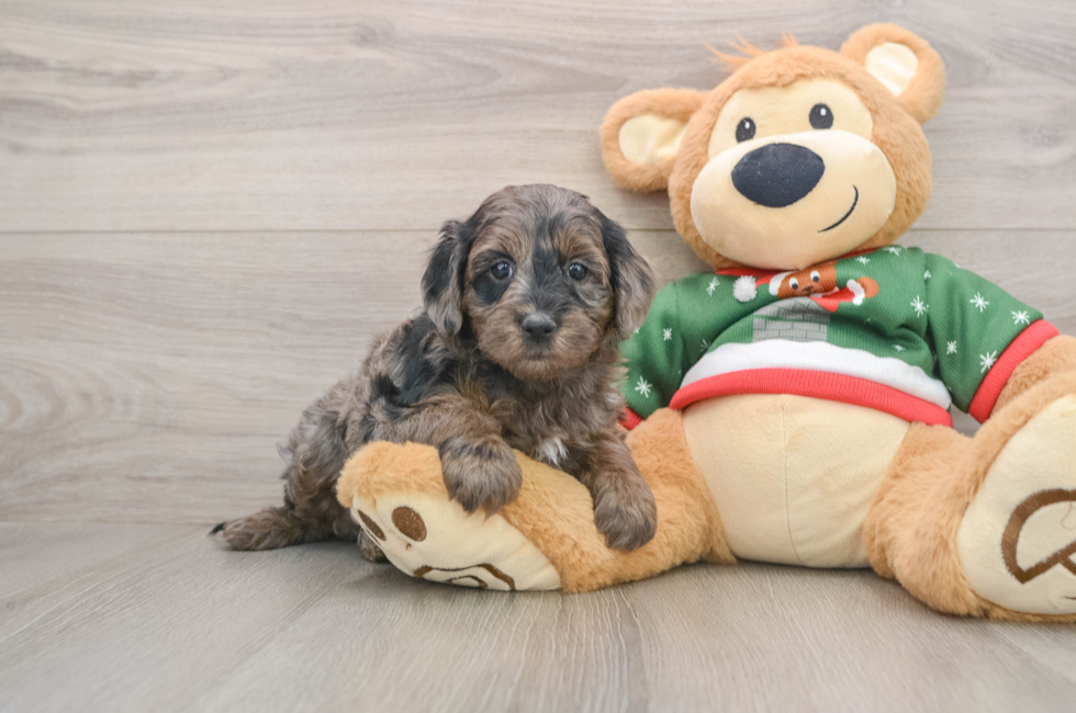 5 week old Mini Goldendoodle Puppy For Sale - Puppy Love PR