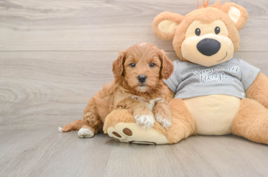 Mini Goldendoodle Puppy for Adoption